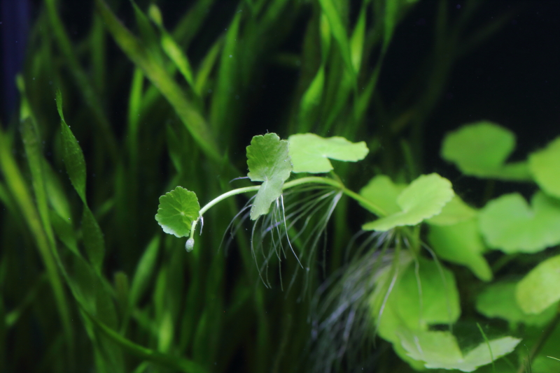 アマゾンチドメグサの新芽　水中葉
